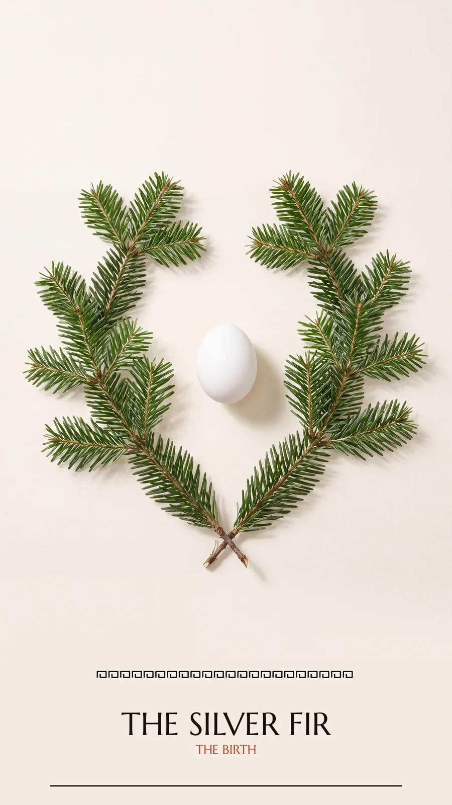 The Silver Fir