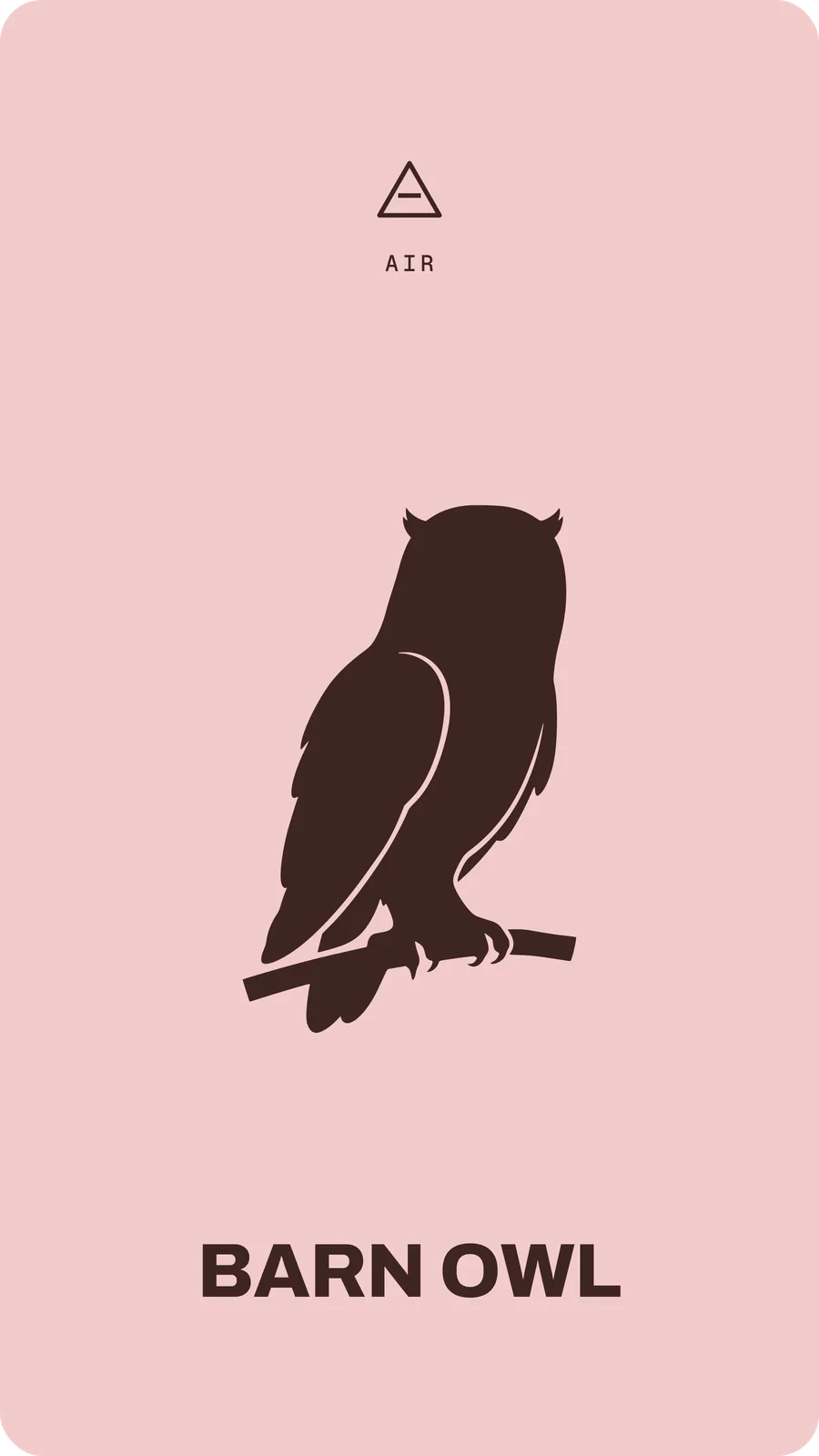 Barn Owl